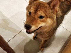 -柴务处·柴犬主题狗咖