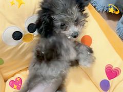 -翊宠yipet猫狗购宠庄园犬舍•猫舍