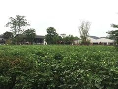 -田园东方蜜桃村的田野营地