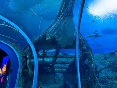 -珠海长隆海洋王国