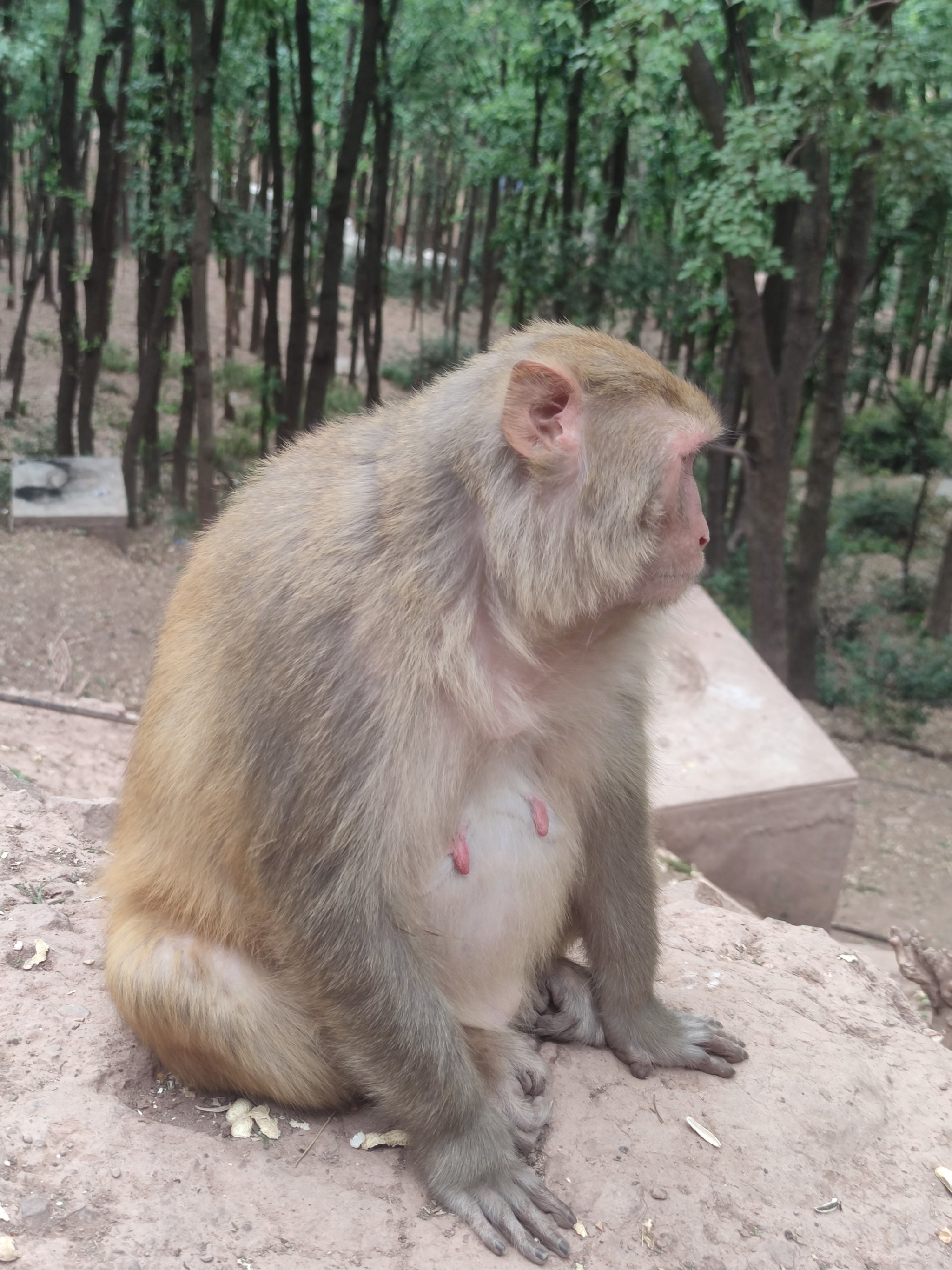 泸山猴子图片