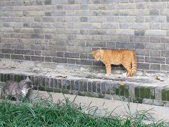 -西安大兴善寺