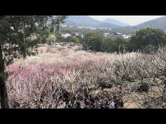 -香雪海