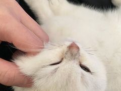 -lincat·猫舍(广州店)
