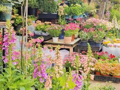 -桂林市花鸟市场