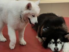 -和它·交个朋友·狗咖猫咖(爱琴海店)