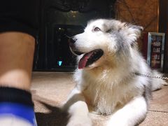 -more than meow吴止猫主题餐厅(承德 中船汇店)