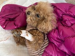 -北京观赏动物医院·24小时大型综合·猫专科·异宠专科