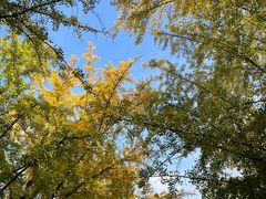 -三里屯东五街银杏大道