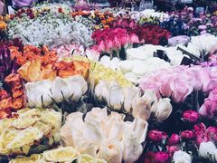 -双季花艺园艺市场(浦东店)
