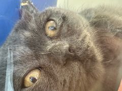 -1013 PET SHOP 宠物商店(近铁城市广场店)