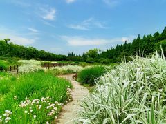 -上海长兴岛郊野公园