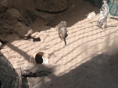 -昆明动物园