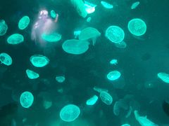 -江和美海洋公园