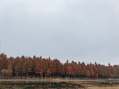 -苏州太湖湖滨国家湿地公园