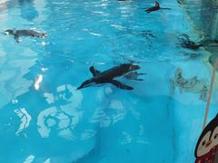 -帝企鹅自助餐厅•儿童岛•真企鹅(长隆企鹅酒店)