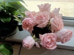 -熙朵美学植发·连锁品牌