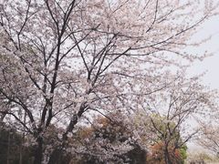 -堤角公园