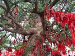 -江西龙虎山景区