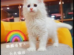 -十年猫舍·猫咪专门店(普陀店)