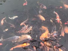 -星巴克(绍兴柯桥柯岩景区店)