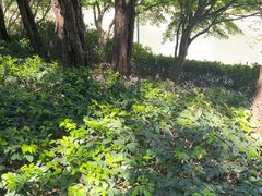 -嘉定紫藤园