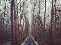 -合肥滨湖国家森林公园