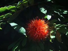 -墨尔本皇家植物园