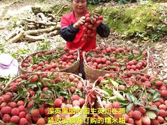 -从化深英荔枝黄皮龙眼采摘园
