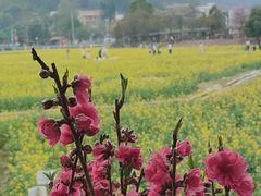-红山村