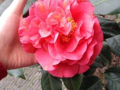 iphone_upload_pic-常熟方塔园