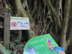-西双版纳原始森林公园