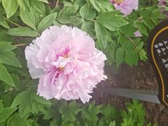 -洛阳市隋唐城遗址植物园