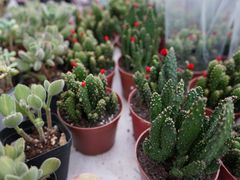 -三圣花乡旅游区