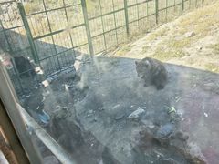 -新疆天山野生动物园