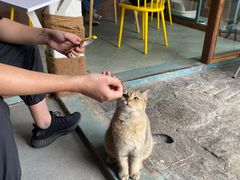 -喵屿·大理花园猫咖