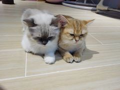 -momokira米努特·德文卷毛猫·棉花面纱犬