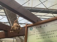 -上海都市菜园