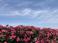 -上海滨江森林公园