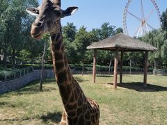 -石家庄市动物园