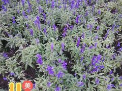 -武清南湖绿博园