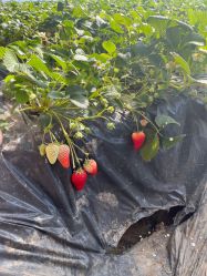 -蓝呗呗蓝莓草莓采摘园(通州区马驹桥店)