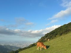 -大姆山草场