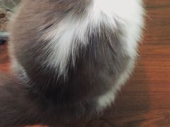 -李小姐の猫咖啡馆(五角场店)