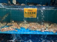 干烧九节虾-海味世家·家常菜馆(明州里店)