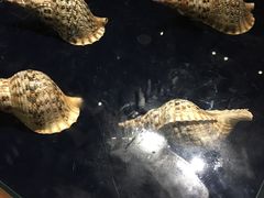 -青岛贝壳博物馆