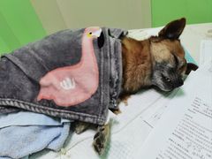 -圣宠动物医院·犬猫专科·影像中心·外科中心
