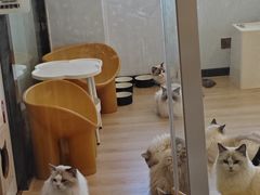 -有喵·猫咖·狗咖·30几只猫10只小狗(岗厦店)