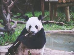 -广州长隆野生动物世界