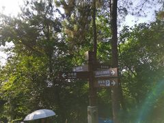 -铁山坪森林公园